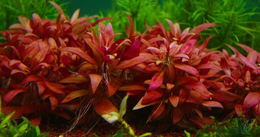 vrijgesteld Classificatie binding De allermooiste Aquariumplanten!